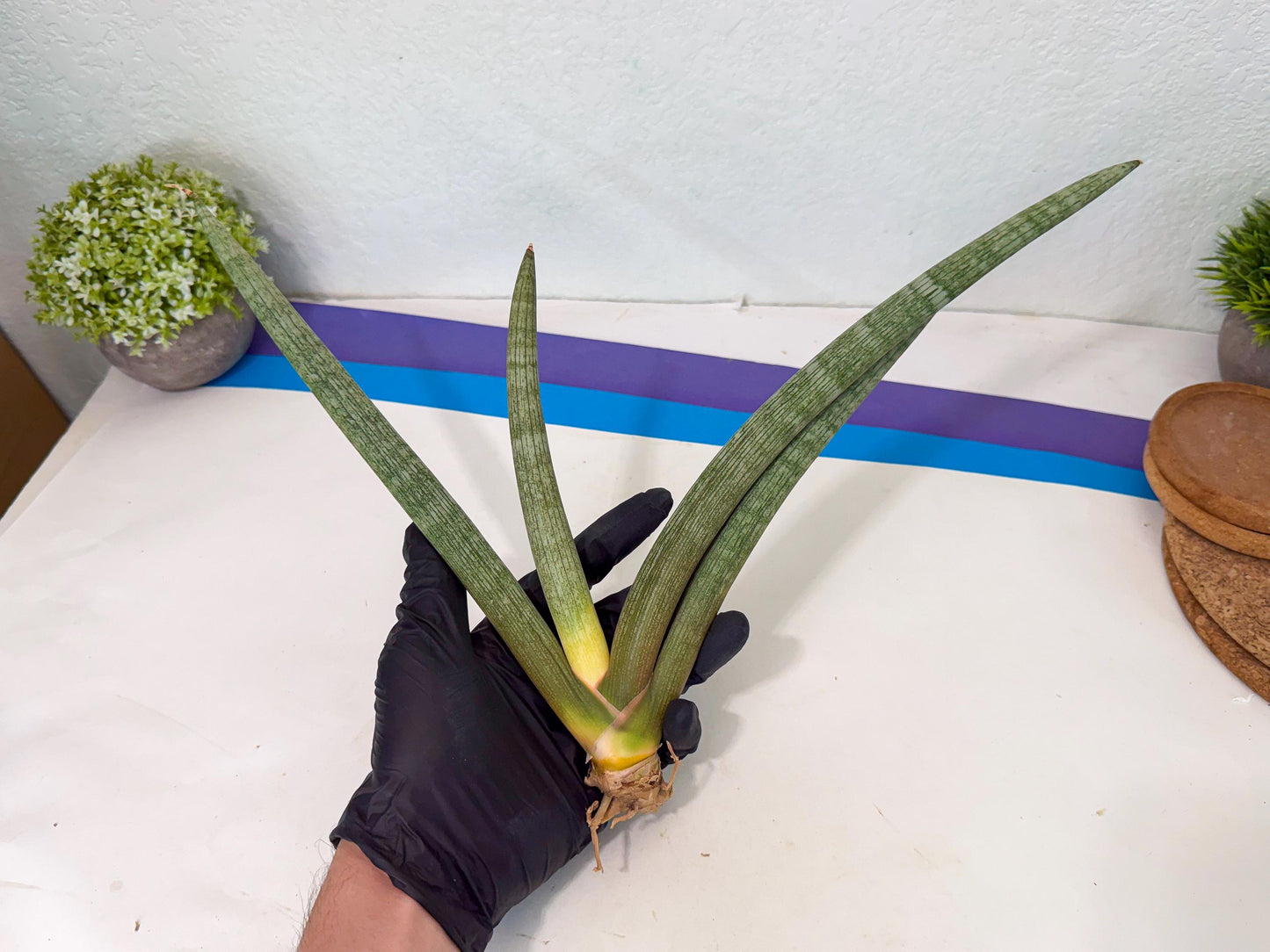 Sansevieria Nabat Earid (pp) (11) | Rare Hybrids