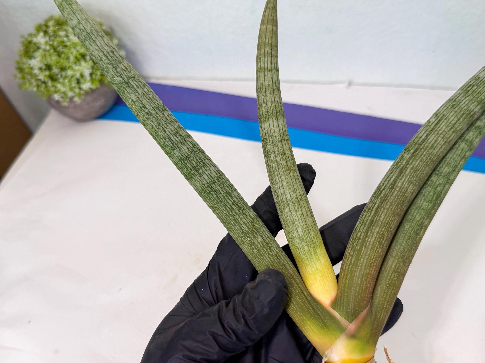 Sansevieria Nabat Earid (pp) (11) | Rare Hybrids