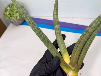 Sansevieria Nabat Earid (pp) (11) | Rare Hybrids