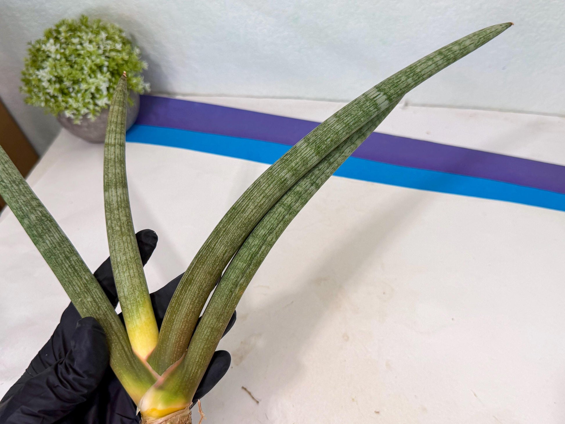 Sansevieria Nabat Earid (pp) (11) | Rare Hybrids
