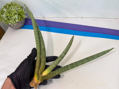 Sansevieria Nabat Earid (pp) (11) | Rare Hybrids