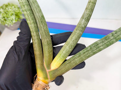Sansevieria Nabat Earid (pp) (11) | Rare Hybrids