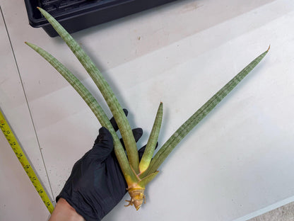 Sansevieria Nabat Earid (pp) (12) | Rare Hybrids
