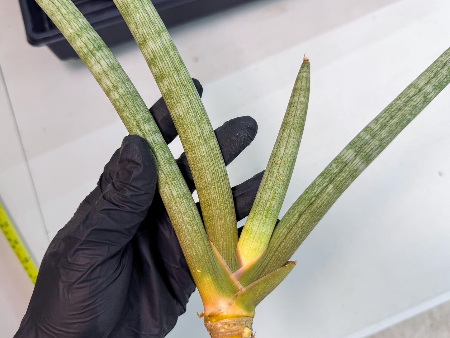 Sansevieria Nabat Earid (pp) (12) | Rare Hybrids