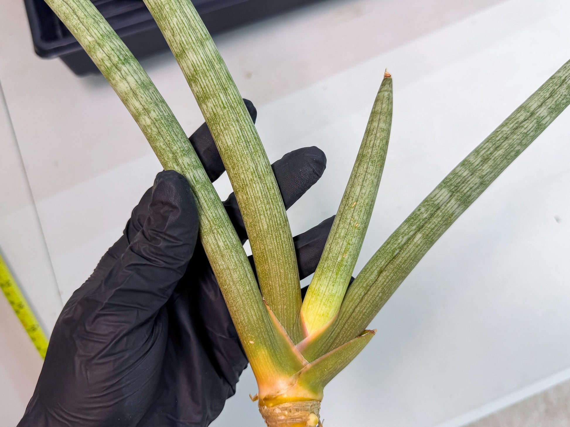 Sansevieria Nabat Earid (pp) (12) | Rare Hybrids