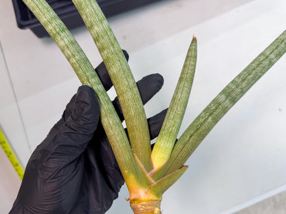 Sansevieria Nabat Earid (pp) (12) | Rare Hybrids