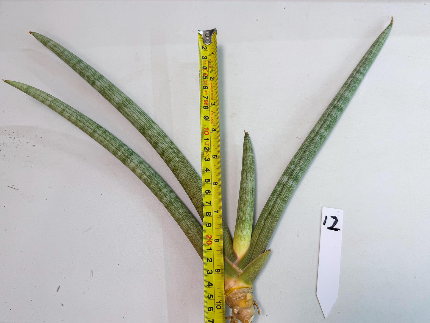 Sansevieria Nabat Earid (pp) (12) | Rare Hybrids