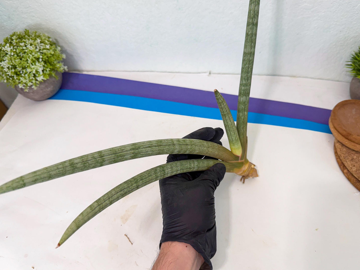 Sansevieria Nabat Earid (pp) (12) | Rare Hybrids