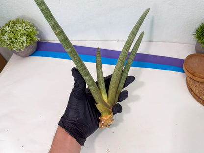 Sansevieria Nabat Earid (pp) (12) | Rare Hybrids