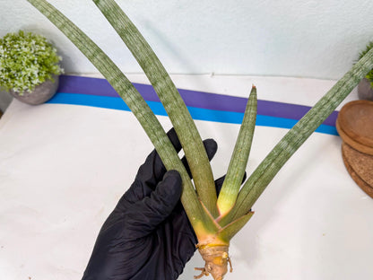 Sansevieria Nabat Earid (pp) (12) | Rare Hybrids