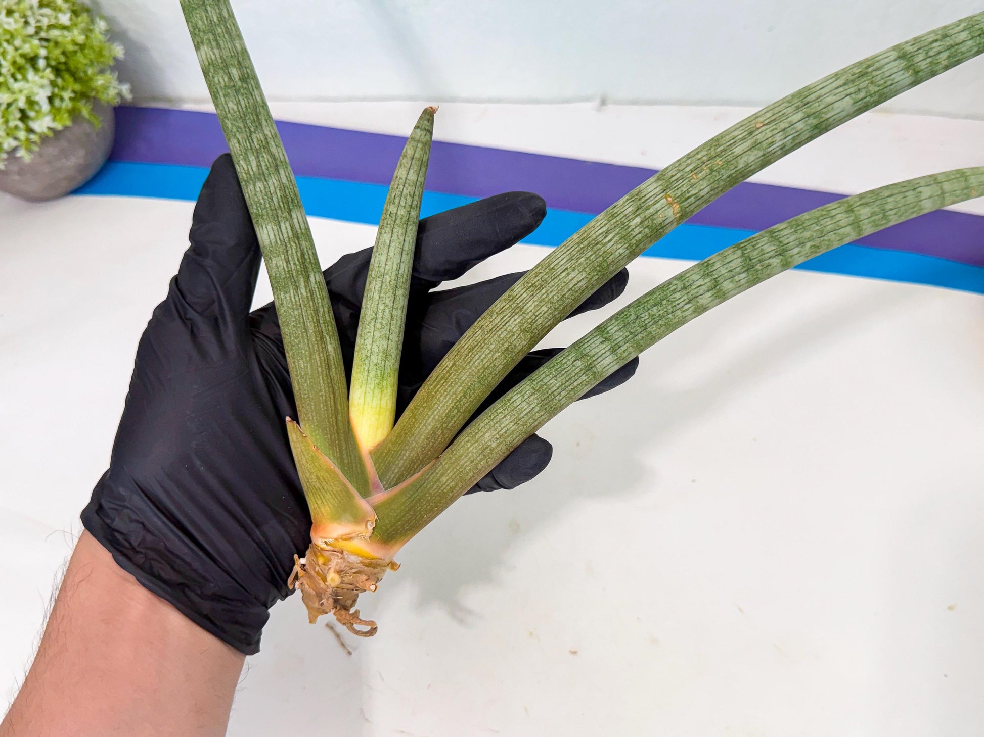 Sansevieria Nabat Earid (pp) (12) | Rare Hybrids