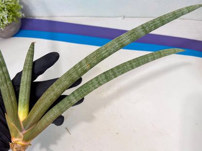 Sansevieria Nabat Earid (pp) (12) | Rare Hybrids