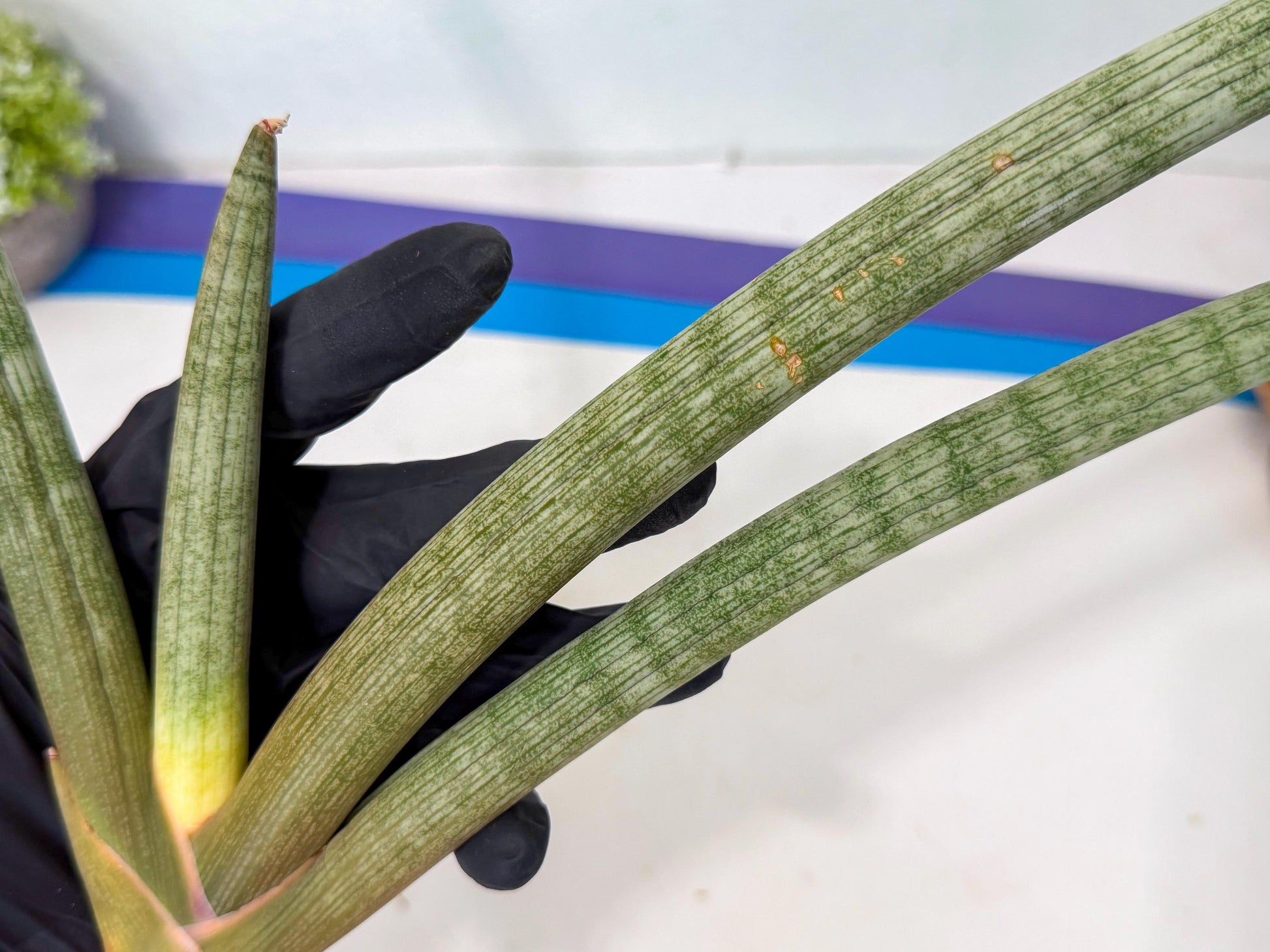 Sansevieria Nabat Earid (pp) (12) | Rare Hybrids