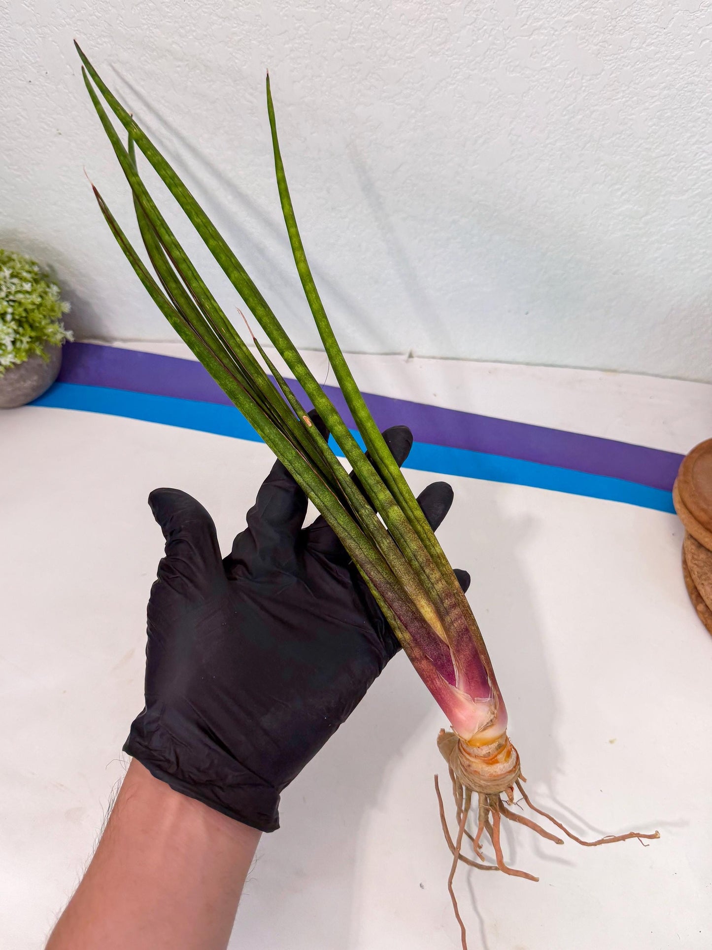 Sansevieria Najm (pp) (13) | Rare Hybrids