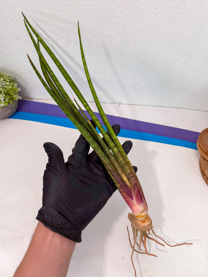Sansevieria Najm (pp) (13) | Rare Hybrids