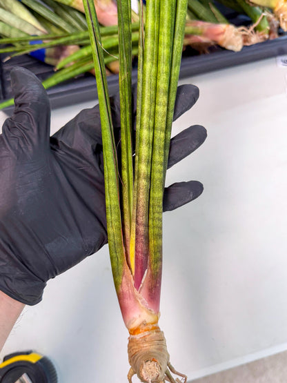 Sansevieria Najm (pp) (13) | Rare Hybrids