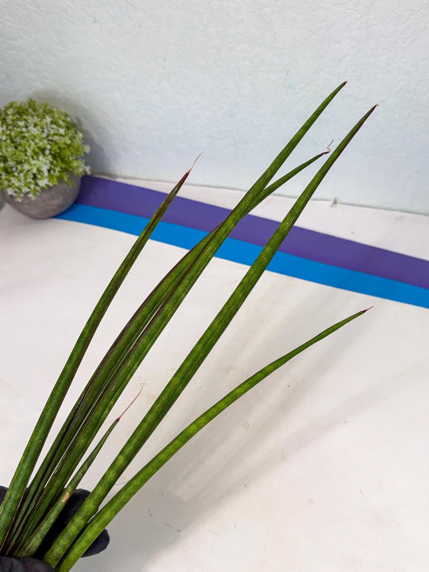 Sansevieria Najm (pp) (13) | Rare Hybrids