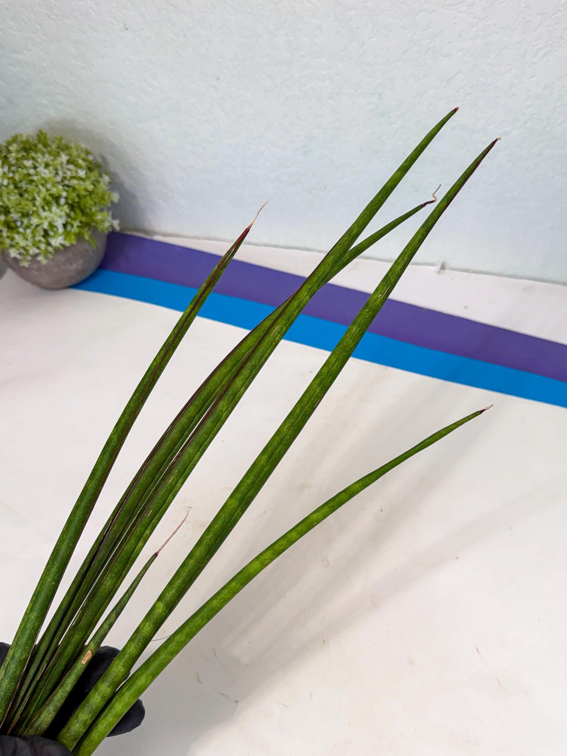 Sansevieria Najm (pp) (13) | Rare Hybrids