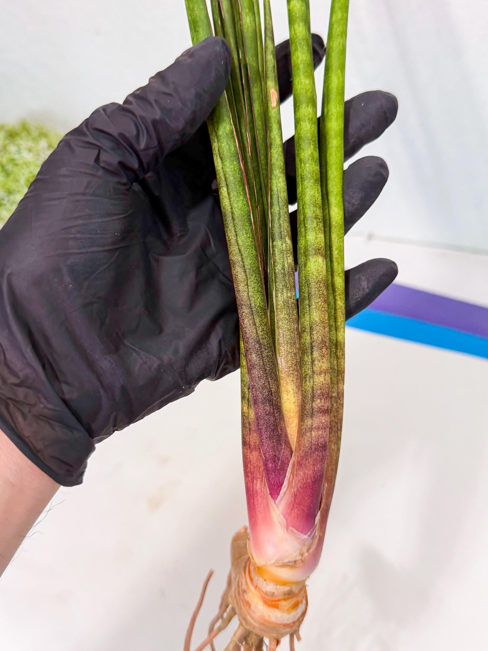 Sansevieria Najm (pp) (13) | Rare Hybrids