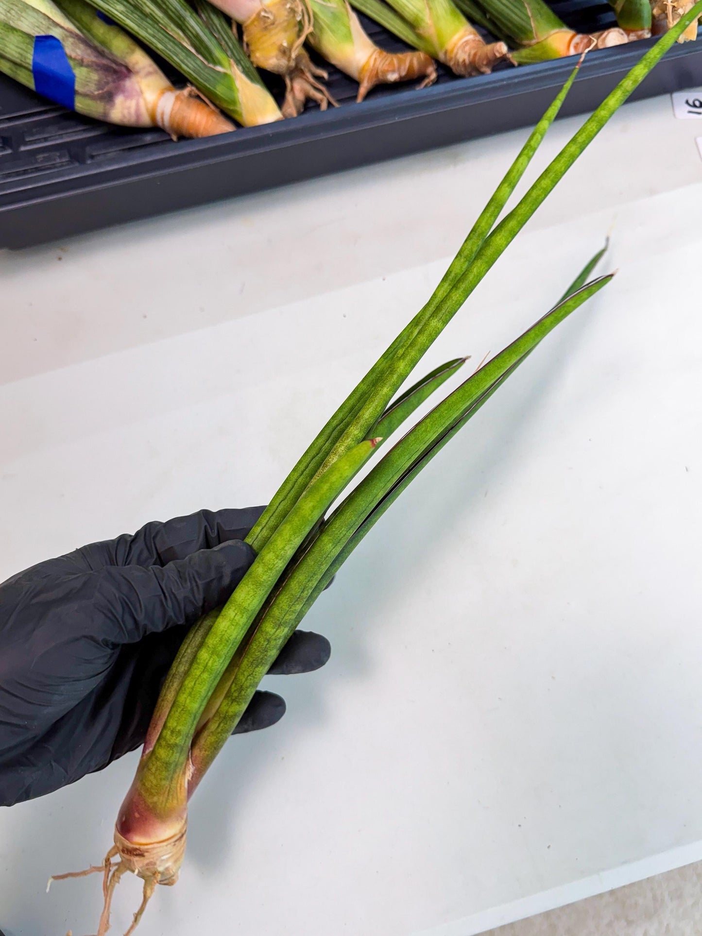 Sansevieria Najm (pp) (14) | Rare Hybrids