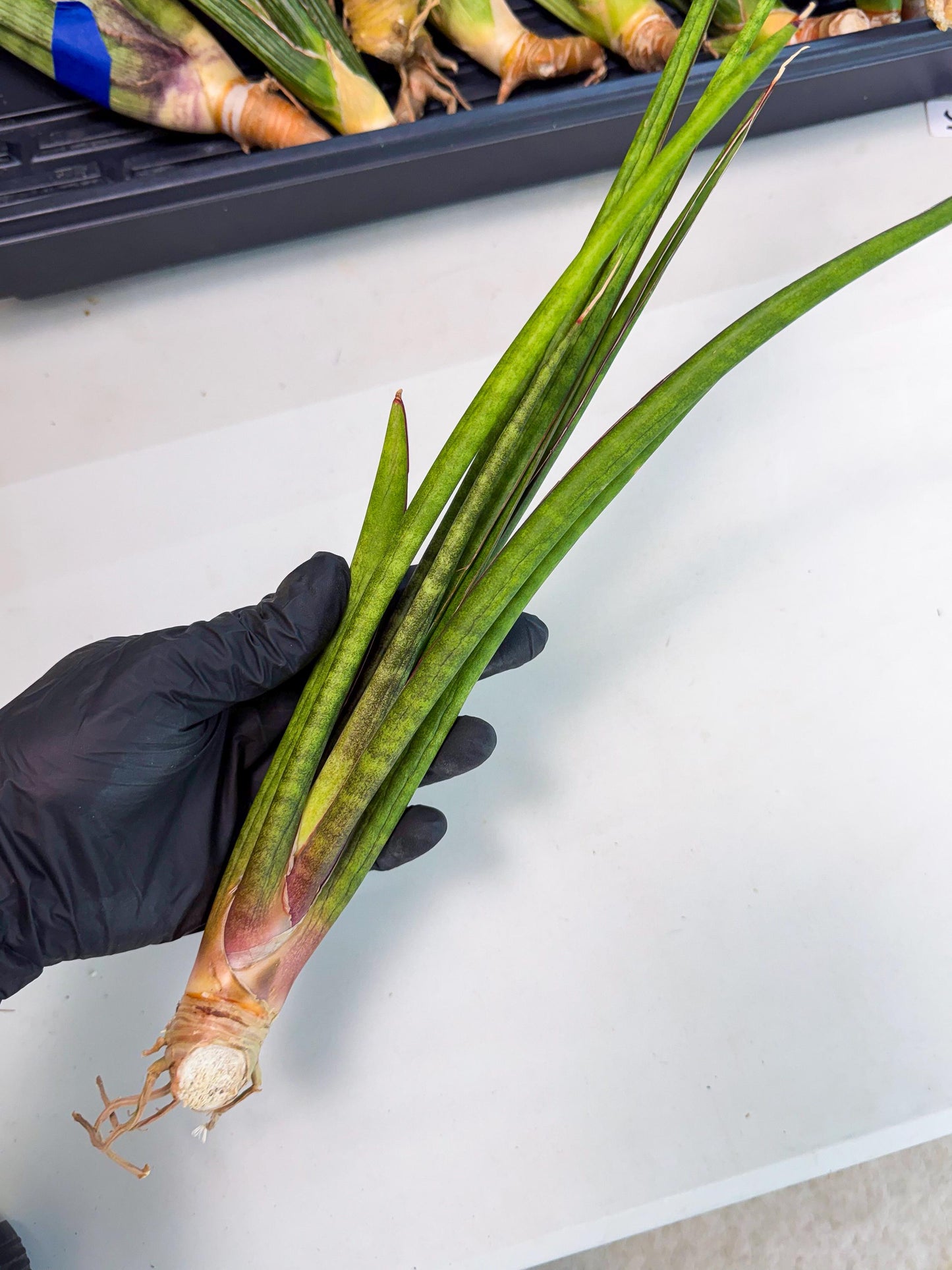 Sansevieria Najm (pp) (14) | Rare Hybrids