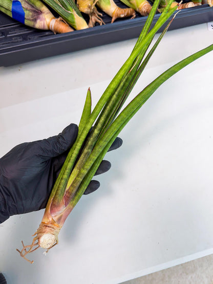 Sansevieria Najm (pp) (14) | Rare Hybrids