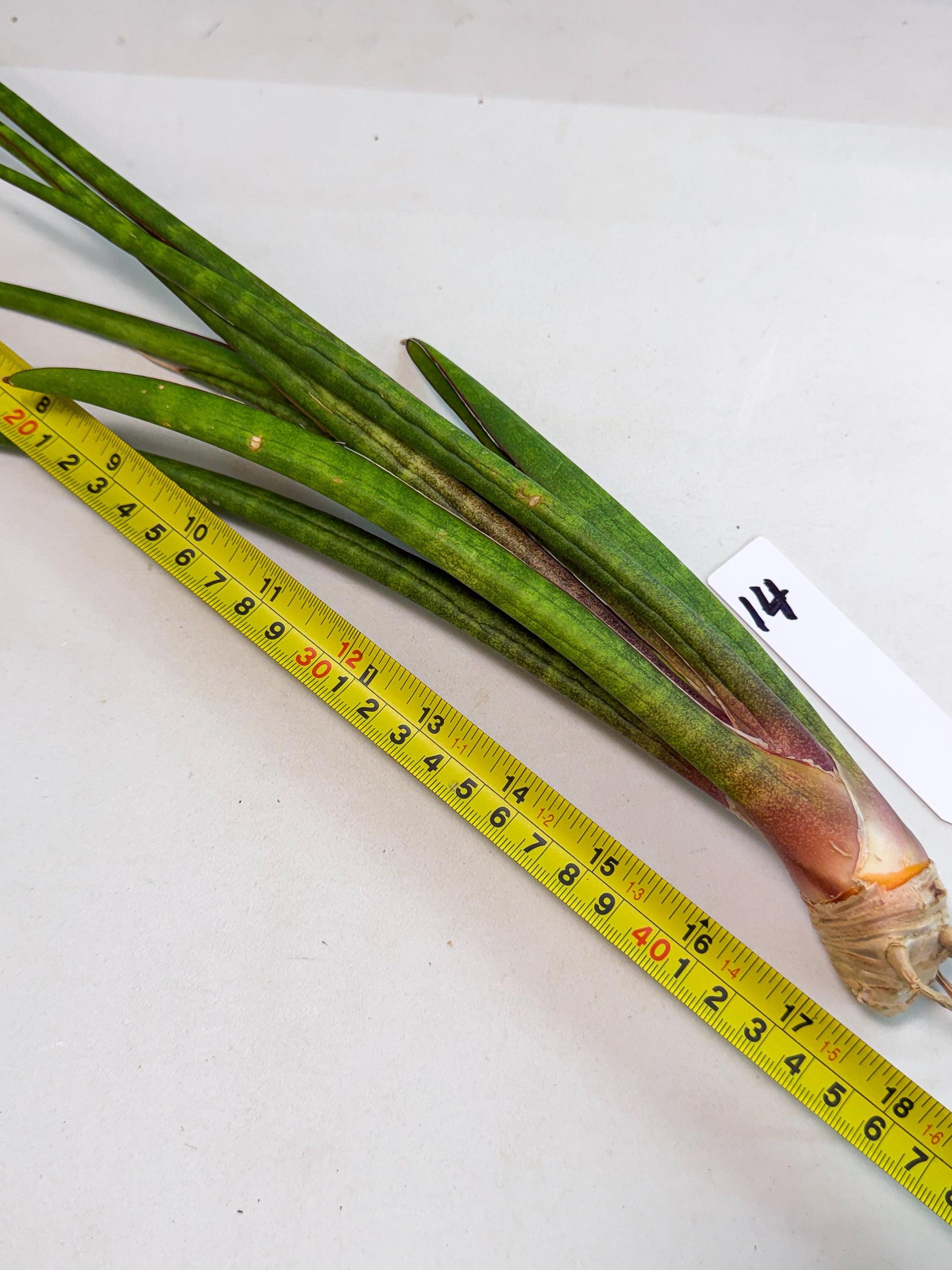 Sansevieria Najm (pp) (14) | Rare Hybrids