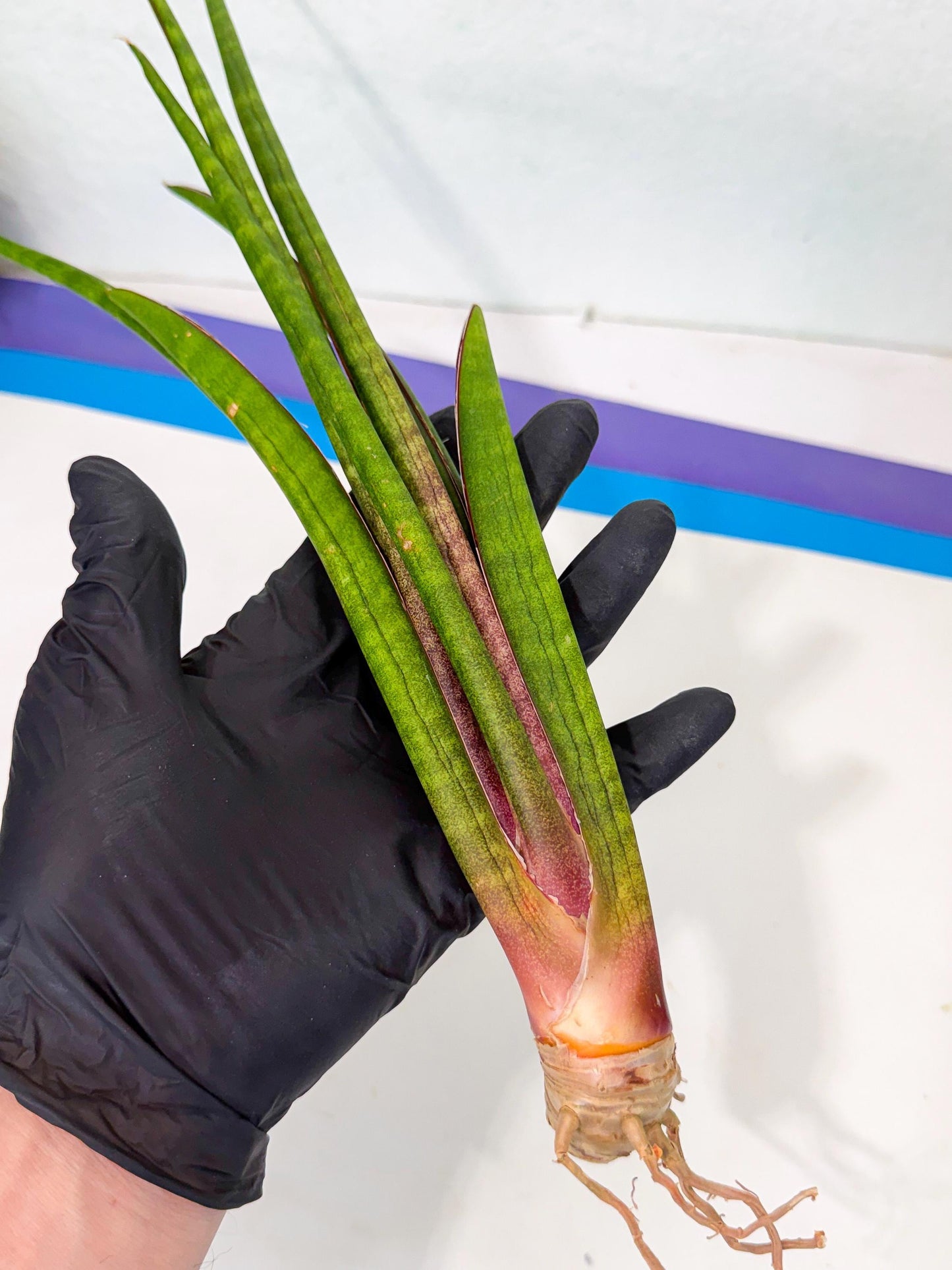Sansevieria Najm (pp) (14) | Rare Hybrids