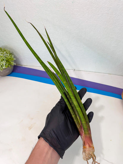 Sansevieria Najm (pp) (14) | Rare Hybrids