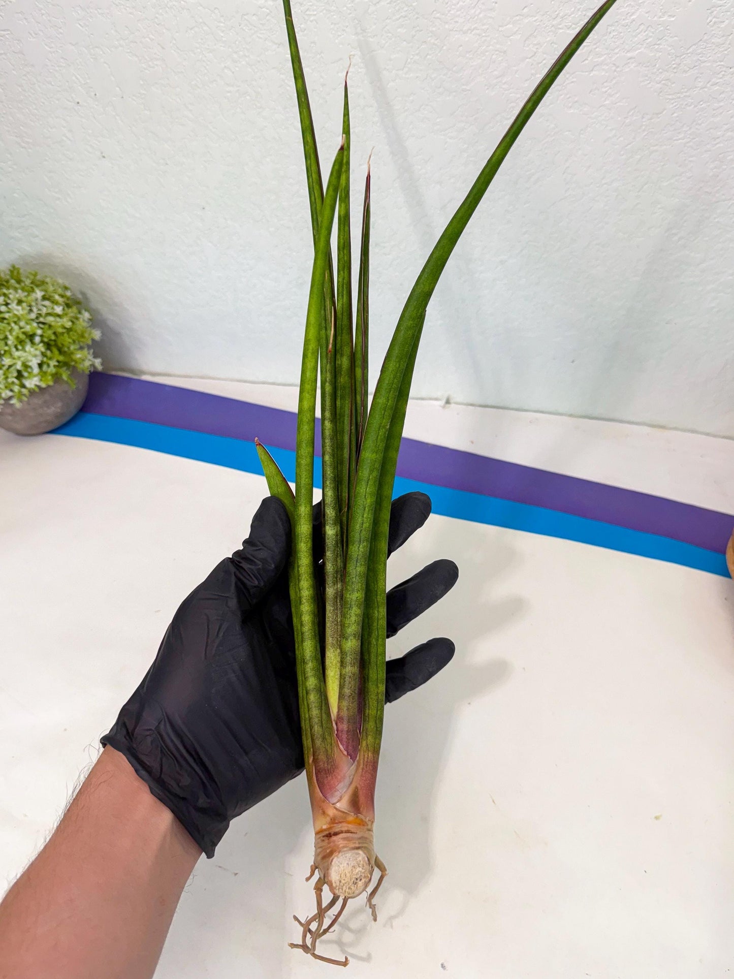 Sansevieria Najm (pp) (14) | Rare Hybrids