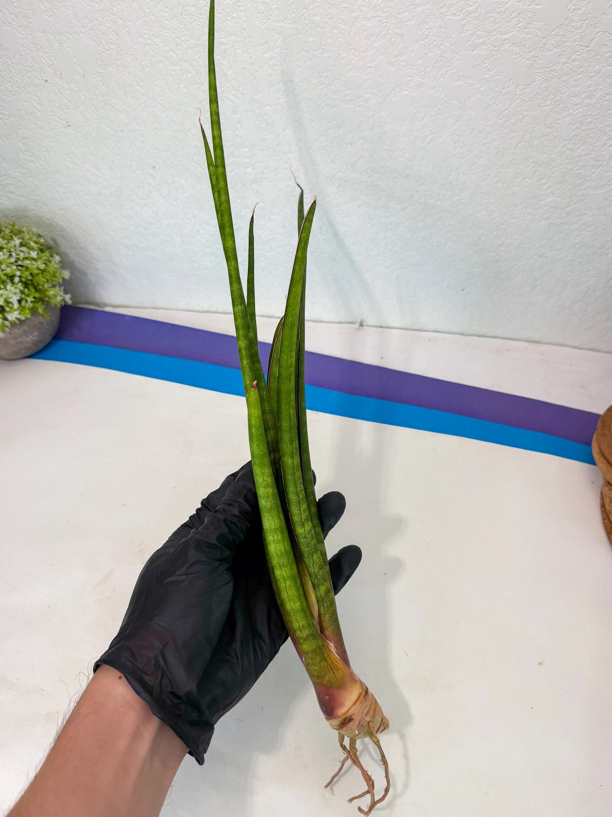 Sansevieria Najm (pp) (14) | Rare Hybrids