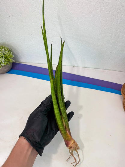 Sansevieria Najm (pp) (14) | Rare Hybrids