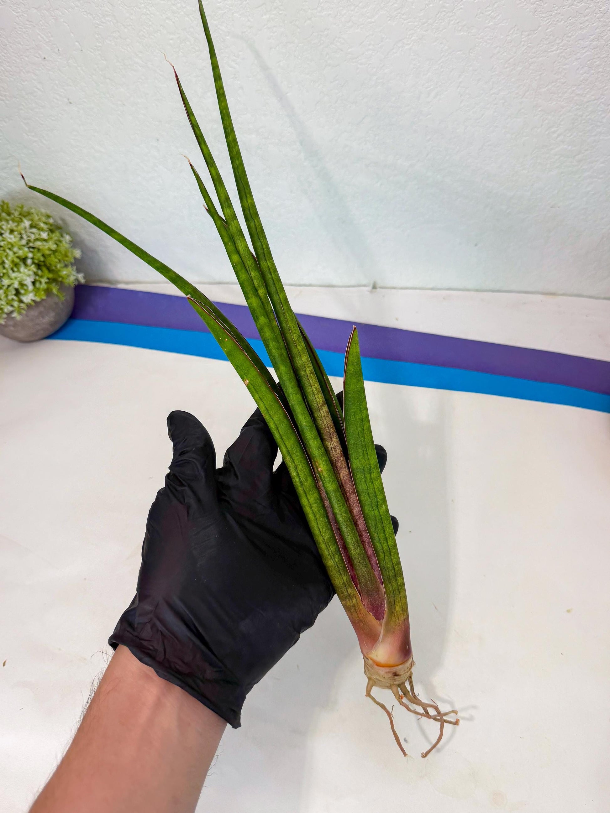 Sansevieria Najm (pp) (14) | Rare Hybrids