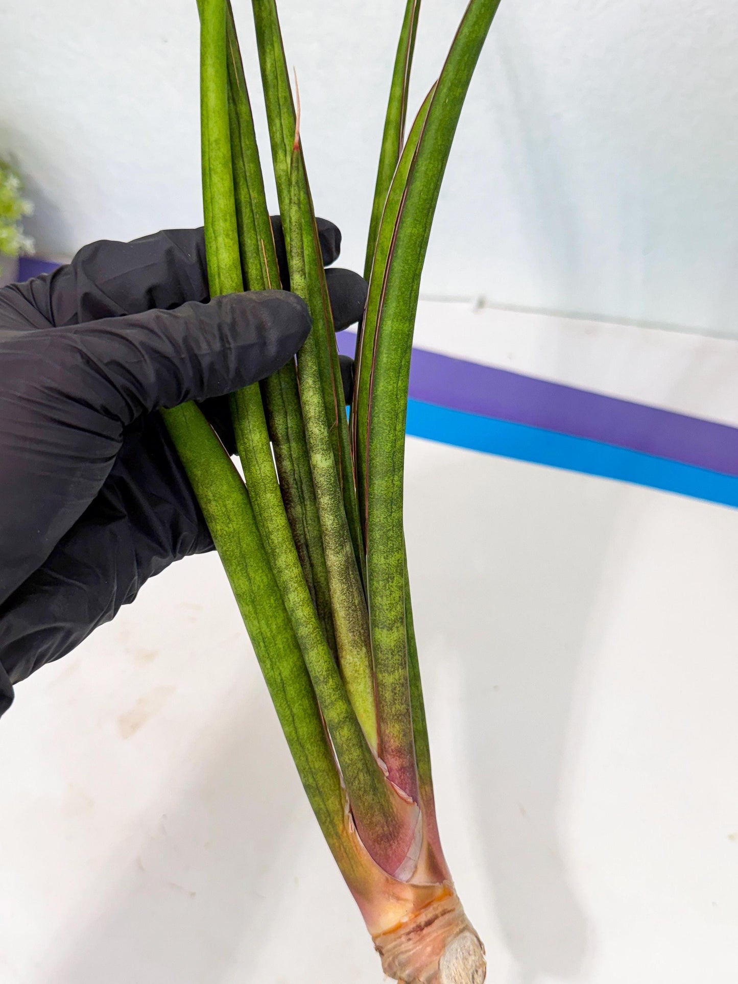 Sansevieria Najm (pp) (14) | Rare Hybrids