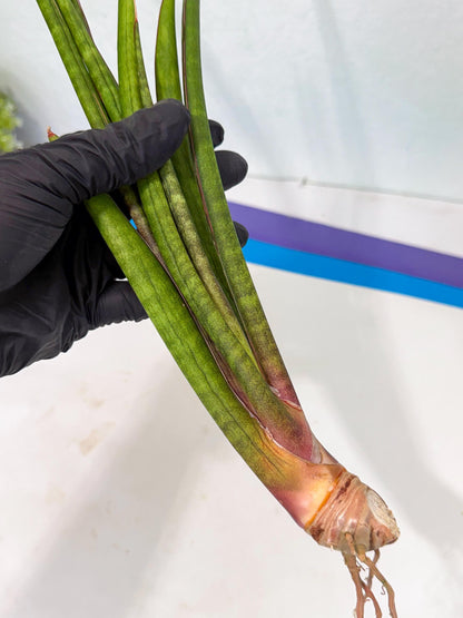 Sansevieria Najm (pp) (14) | Rare Hybrids