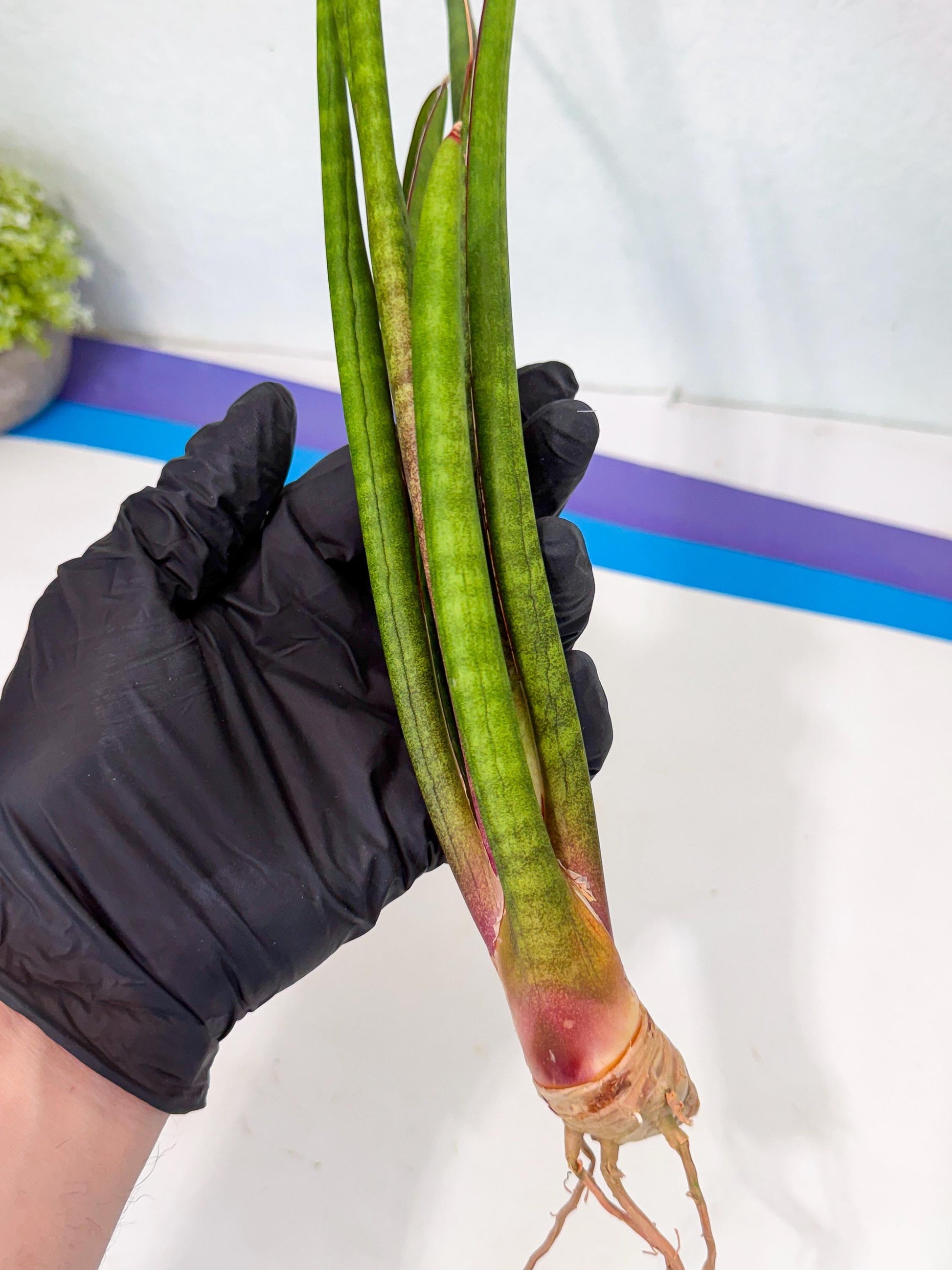Sansevieria Najm (pp) (14) | Rare Hybrids