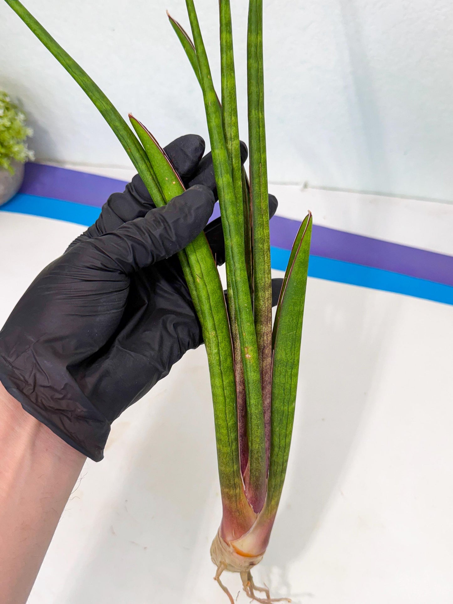 Sansevieria Najm (pp) (14) | Rare Hybrids