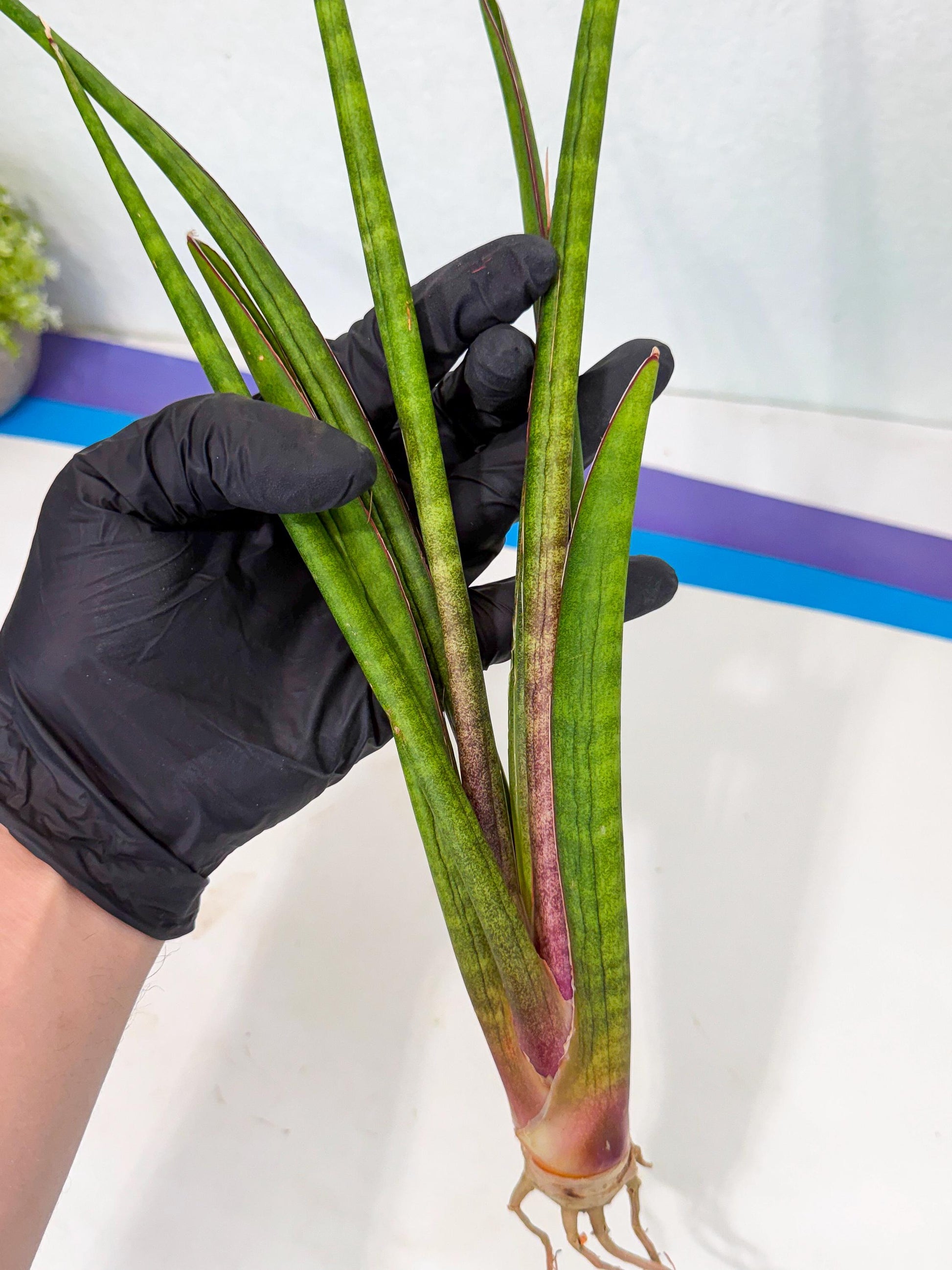 Sansevieria Najm (pp) (14) | Rare Hybrids