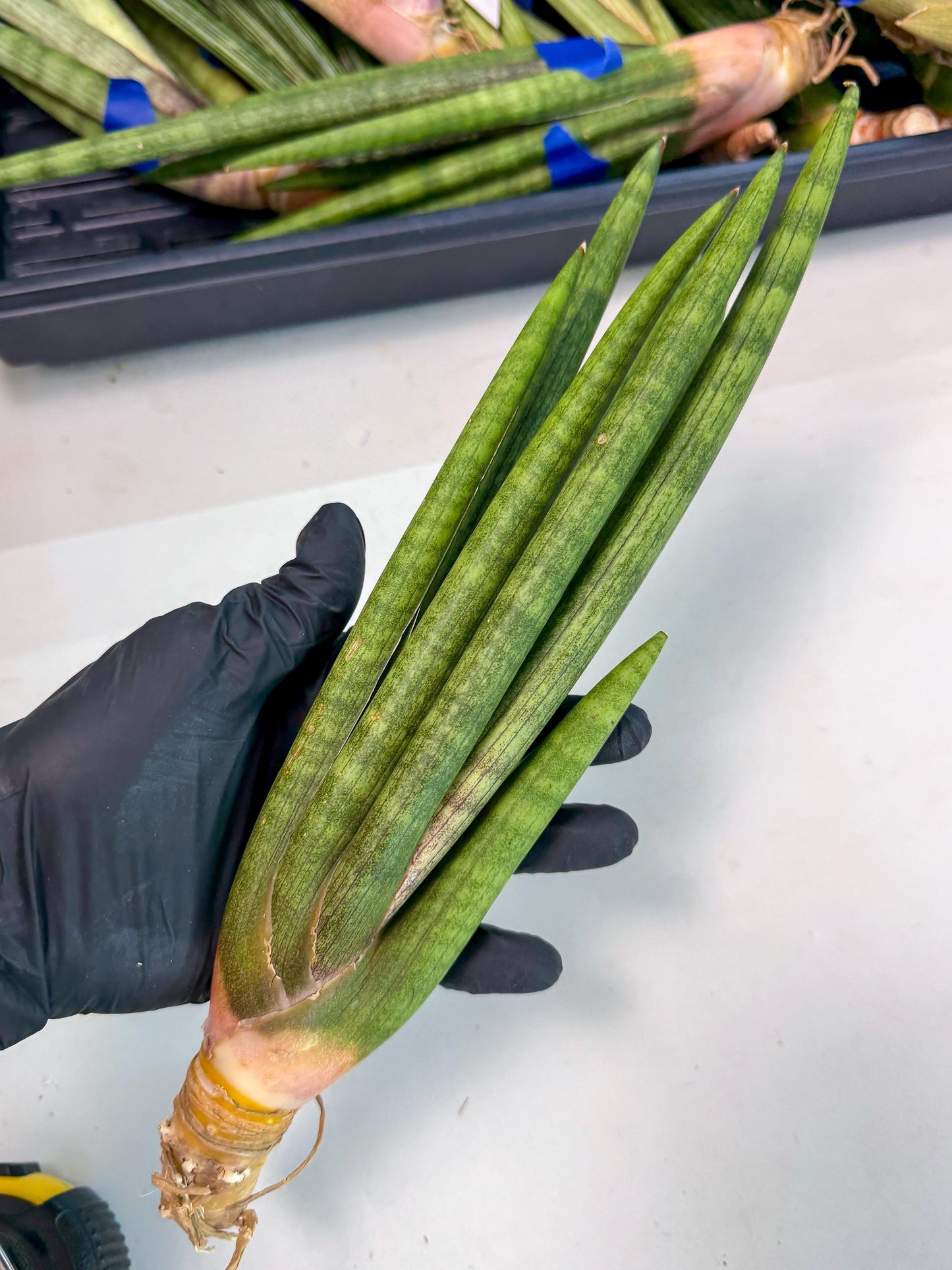 Sansevieria Lancia (pp) (18) | New Imported Hybrids