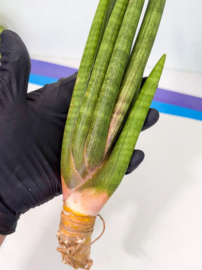 Sansevieria Lancia (pp) (18) | New Imported Hybrids