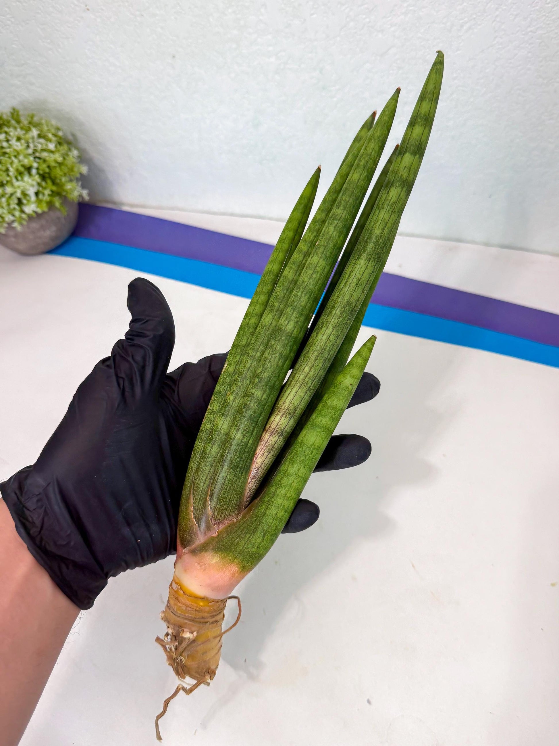 Sansevieria Lancia (pp) (18) | New Imported Hybrids