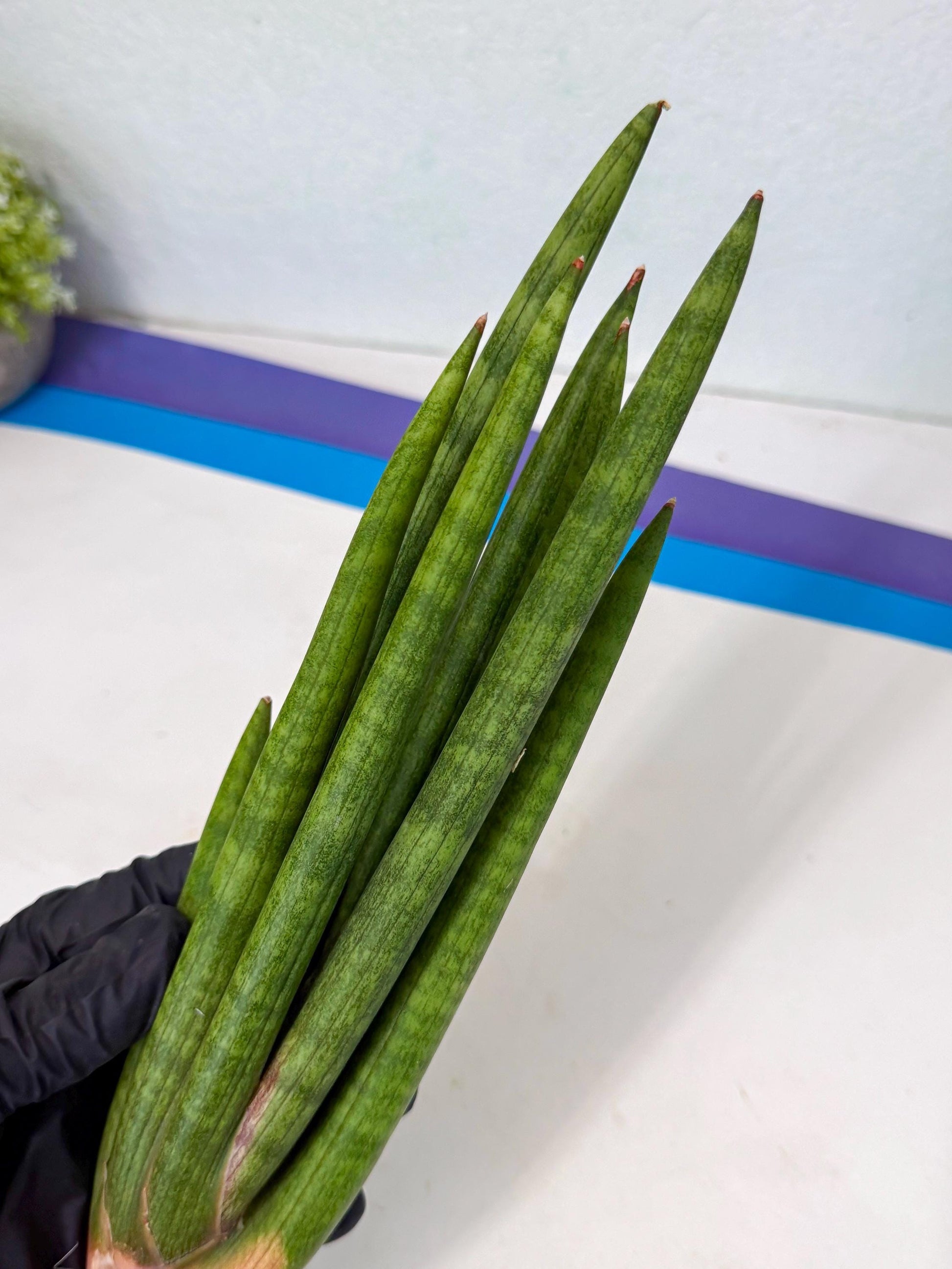 Sansevieria Lancia (pp) (18) | New Imported Hybrids