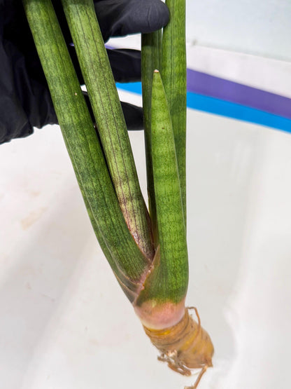 Sansevieria Lancia (pp) (18) | New Imported Hybrids