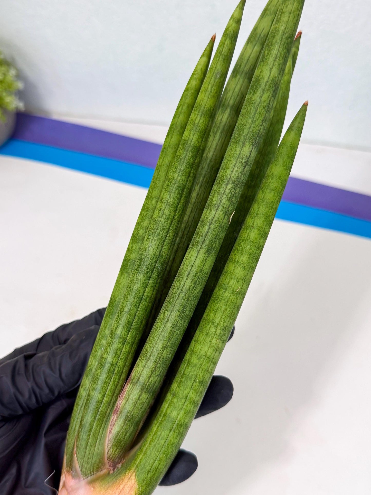Sansevieria Lancia (pp) (18) | New Imported Hybrids