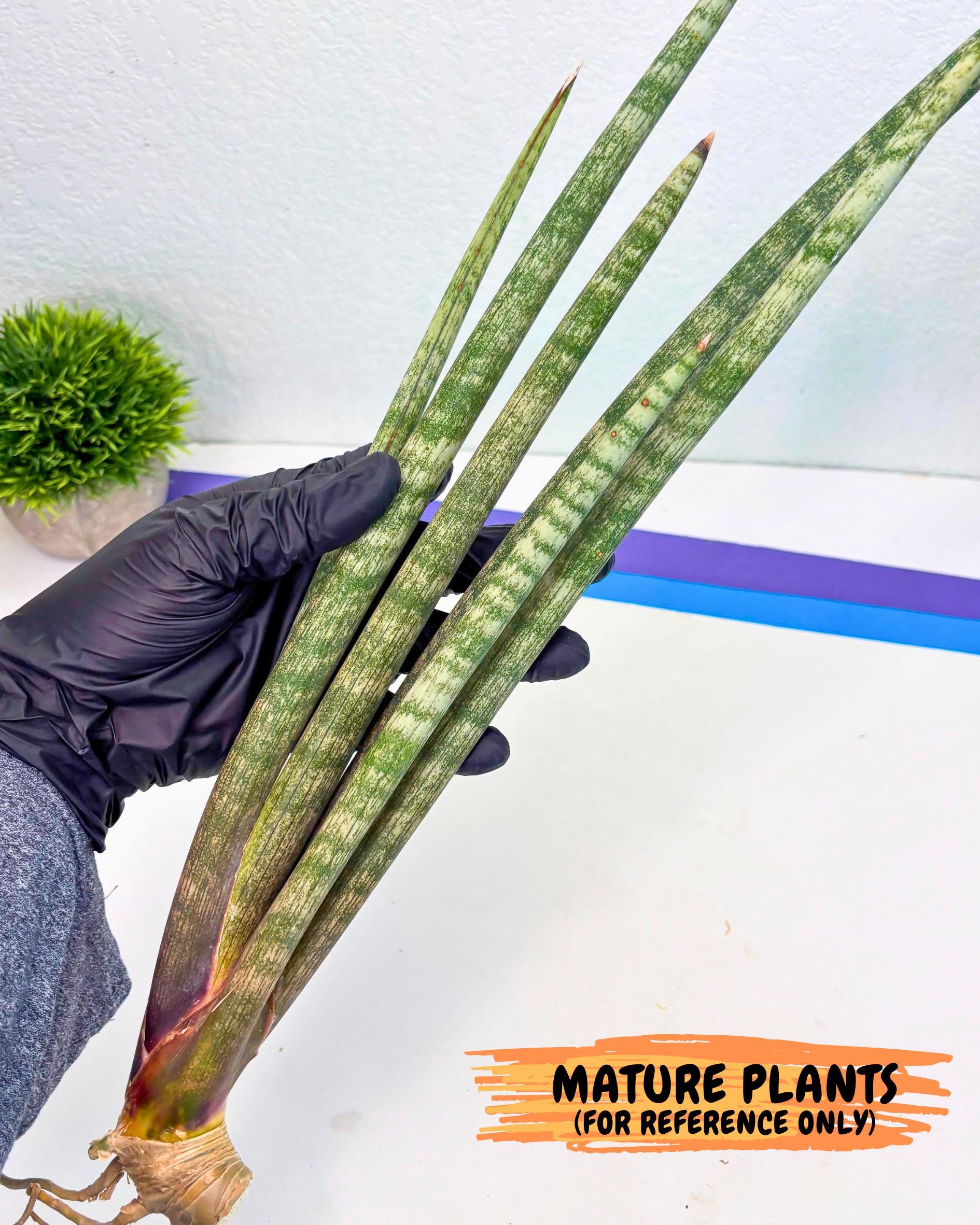 Sansevieria Kum (pp) (19) | New Imported Hybrids