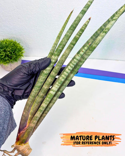 Sansevieria Kum (pp) (19) | New Imported Hybrids