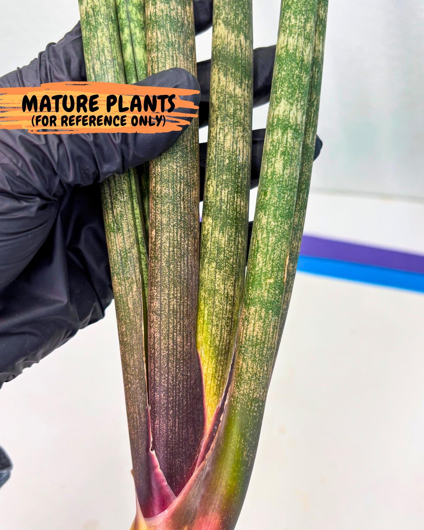 Sansevieria Kum (pp) (19) | New Imported Hybrids
