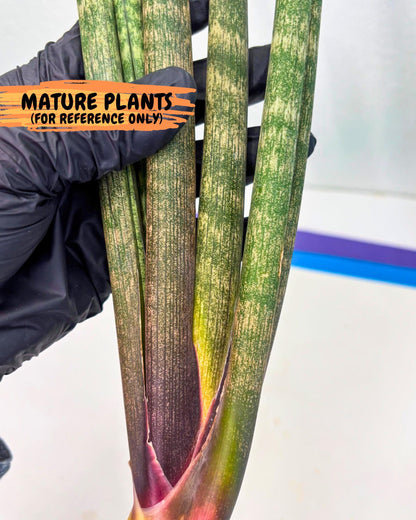 Sansevieria Kum (pp) (19) | New Imported Hybrids