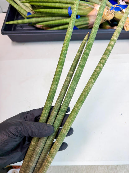 Sansevieria Kum (pp) (19) | New Imported Hybrids