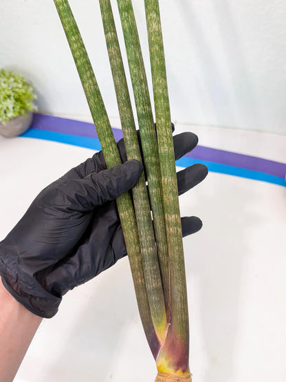 Sansevieria Kum (pp) (19) | New Imported Hybrids